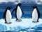 Turbocharged Penguins